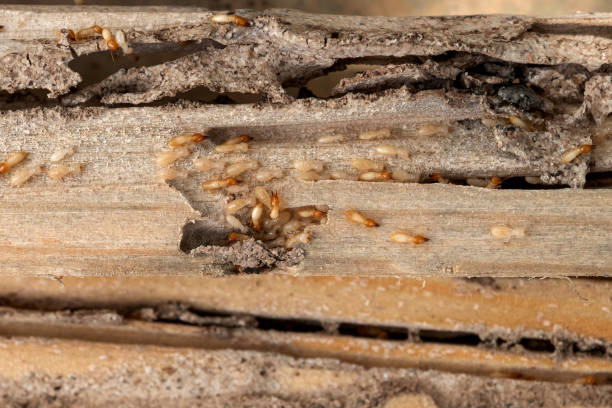 Reliable Prairie Ridge, WA Pest Control Solutions